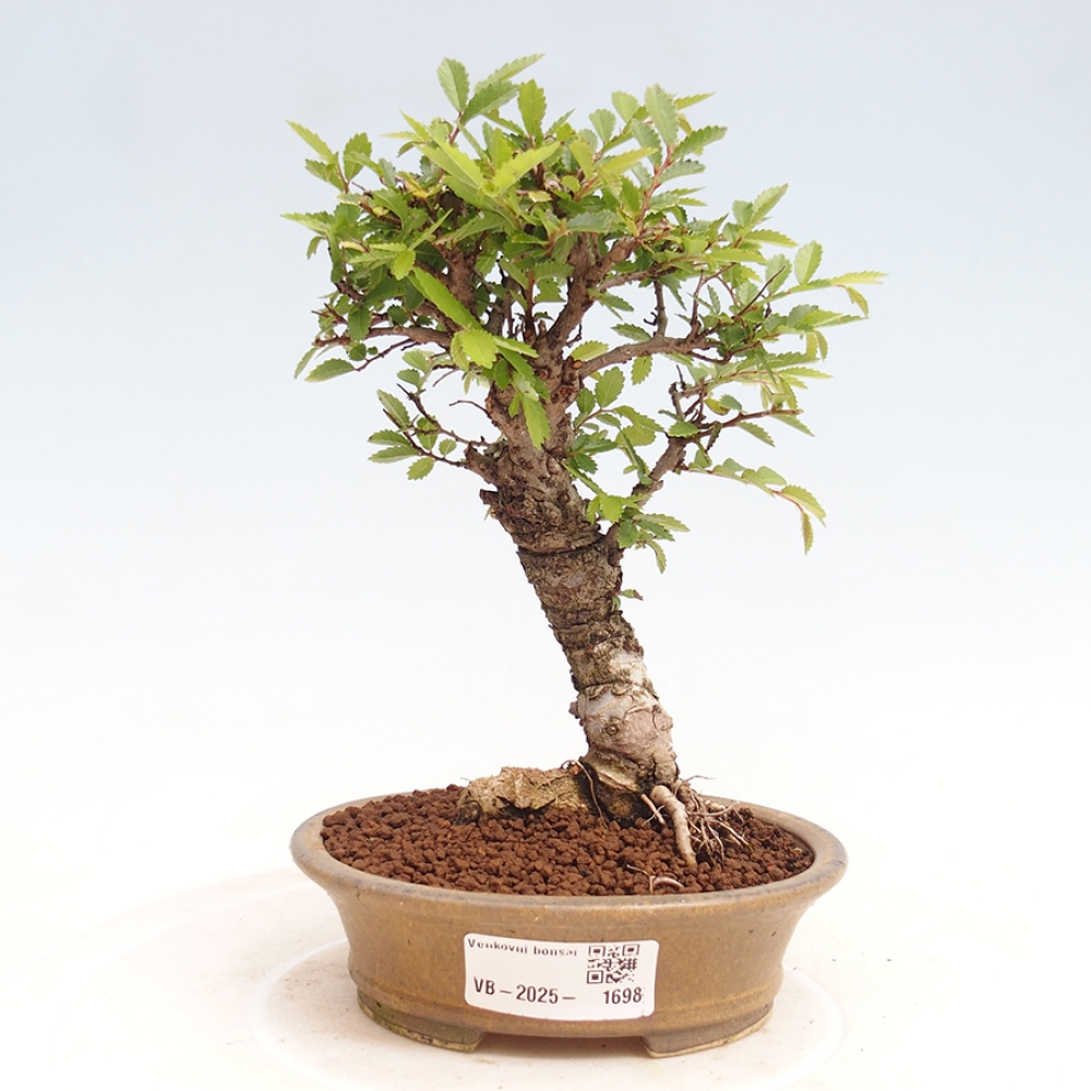 Bonsai im Freien - Zelkova - Zelkova NIRE