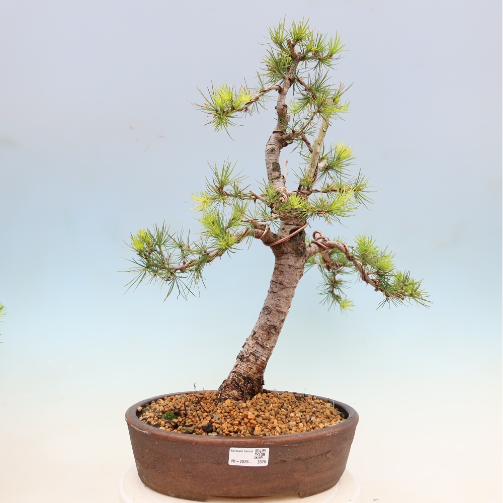 Bonsai für draußen -Larix decidua - Lärche