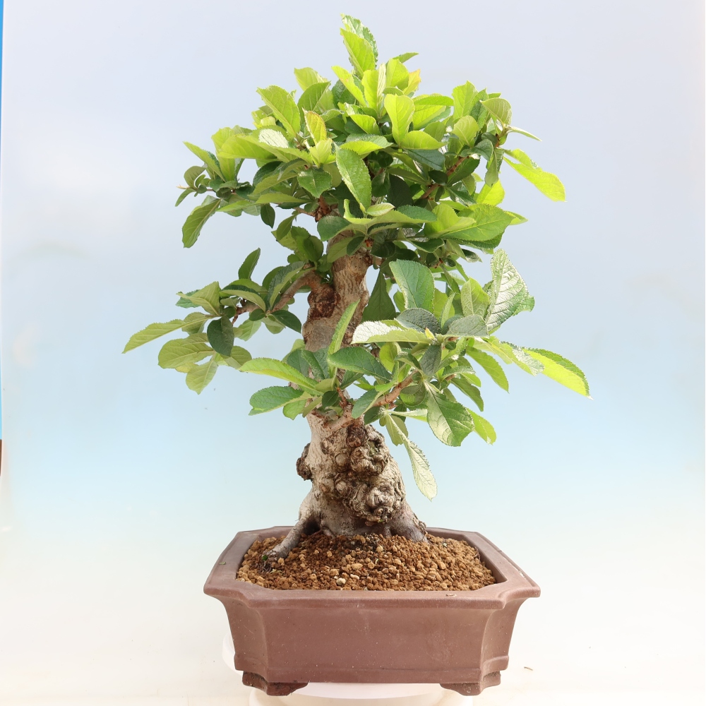 Bonsai für draußen - Photinia villosa