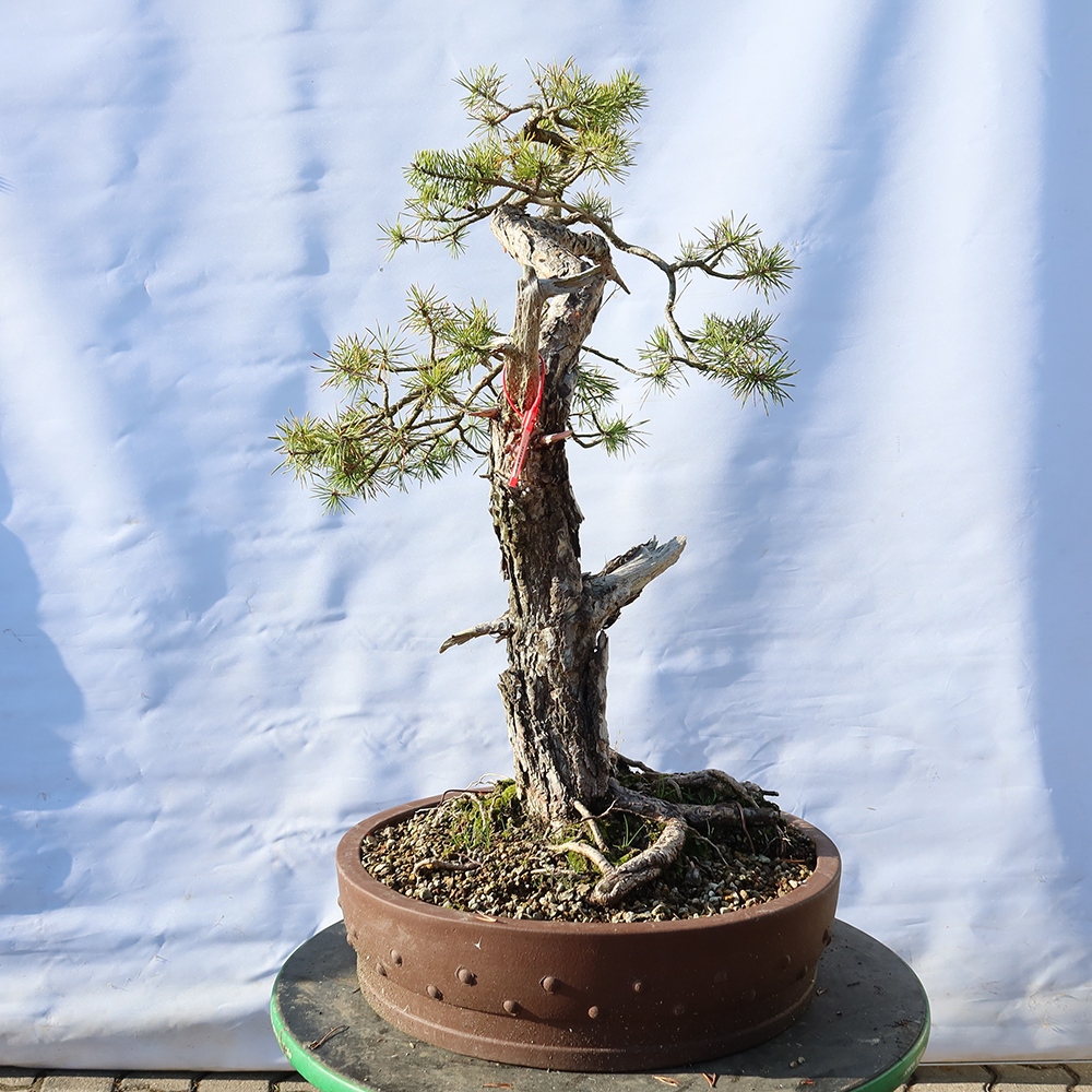 Pinus sylvestris Spanien – Waldkiefer