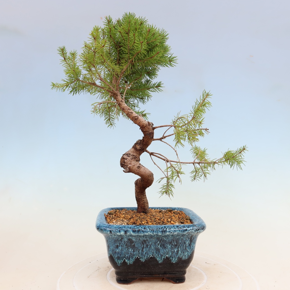 Bonsai für draußen - Fichte - Picea glauca globe