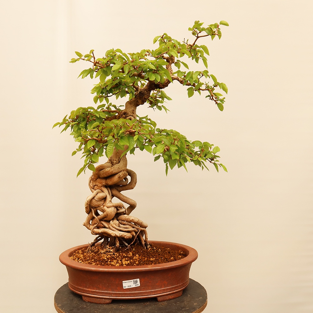 Bonsai im Freien - Carpinus Coreana - Koreanische Hainbuche