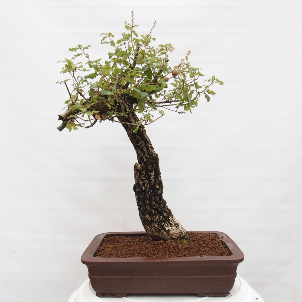 Yamadori - Quercus Ilex - Steineiche