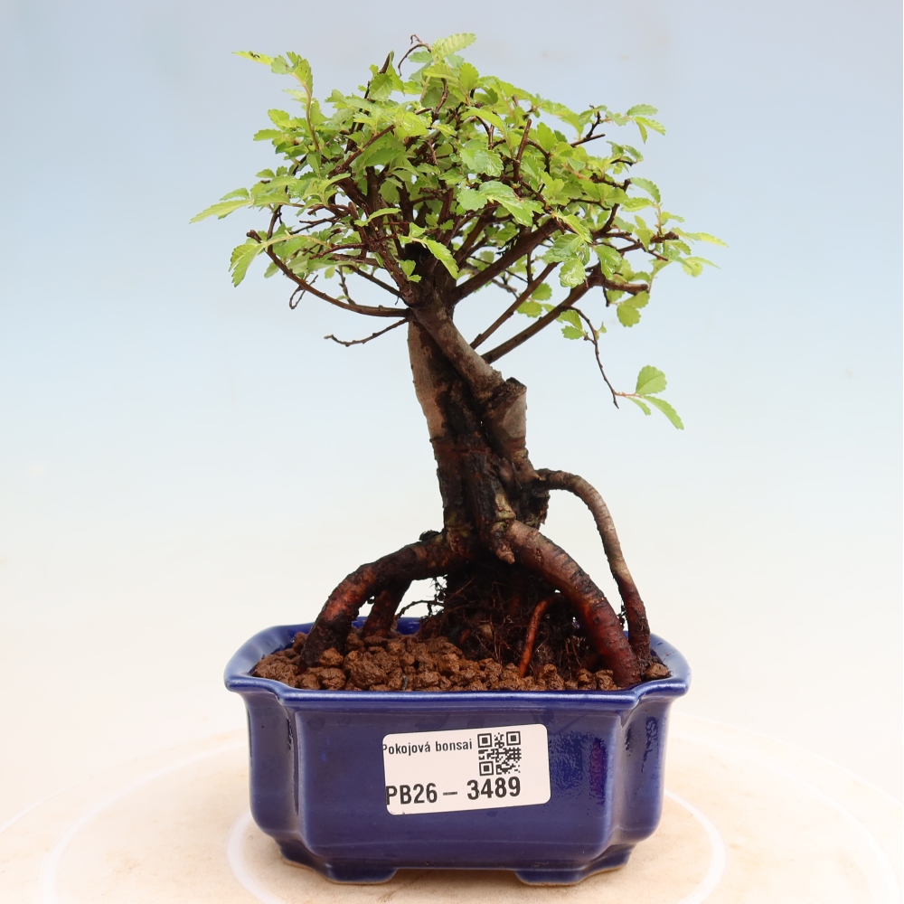Zimmerbonsai - Ulmus parvifolia - Kleinblättrige Ulme