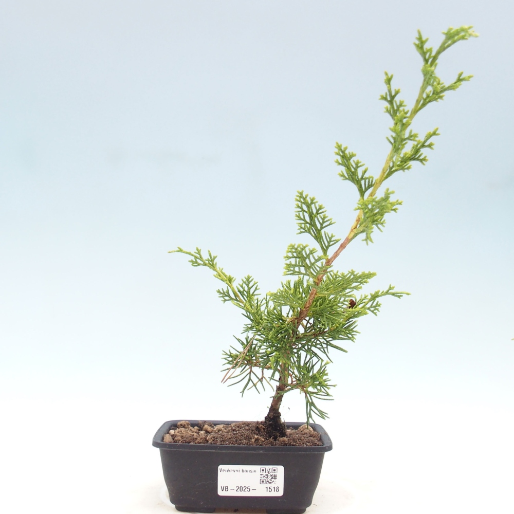 Outdoor bonsai - Juniperus chinensis Itoigawa - Chinese juniper