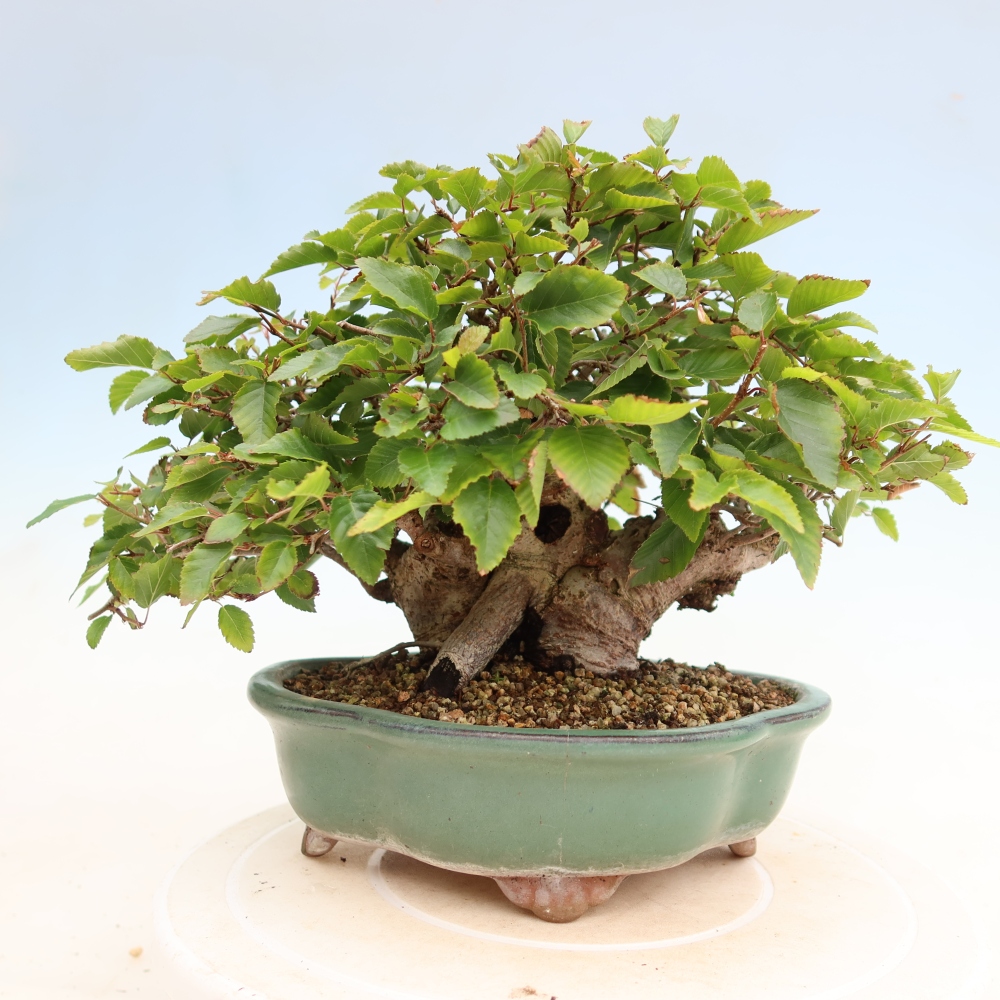 Bonsai für draußen - Karpinus Coreana - Koreanische Hainbuche