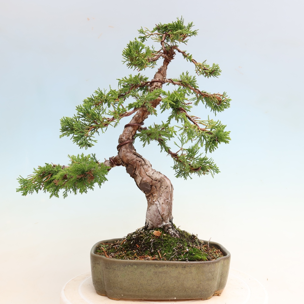 Bonsai für draußen - Juniperus chinensis Itoigawa-Juniperus chinensis
