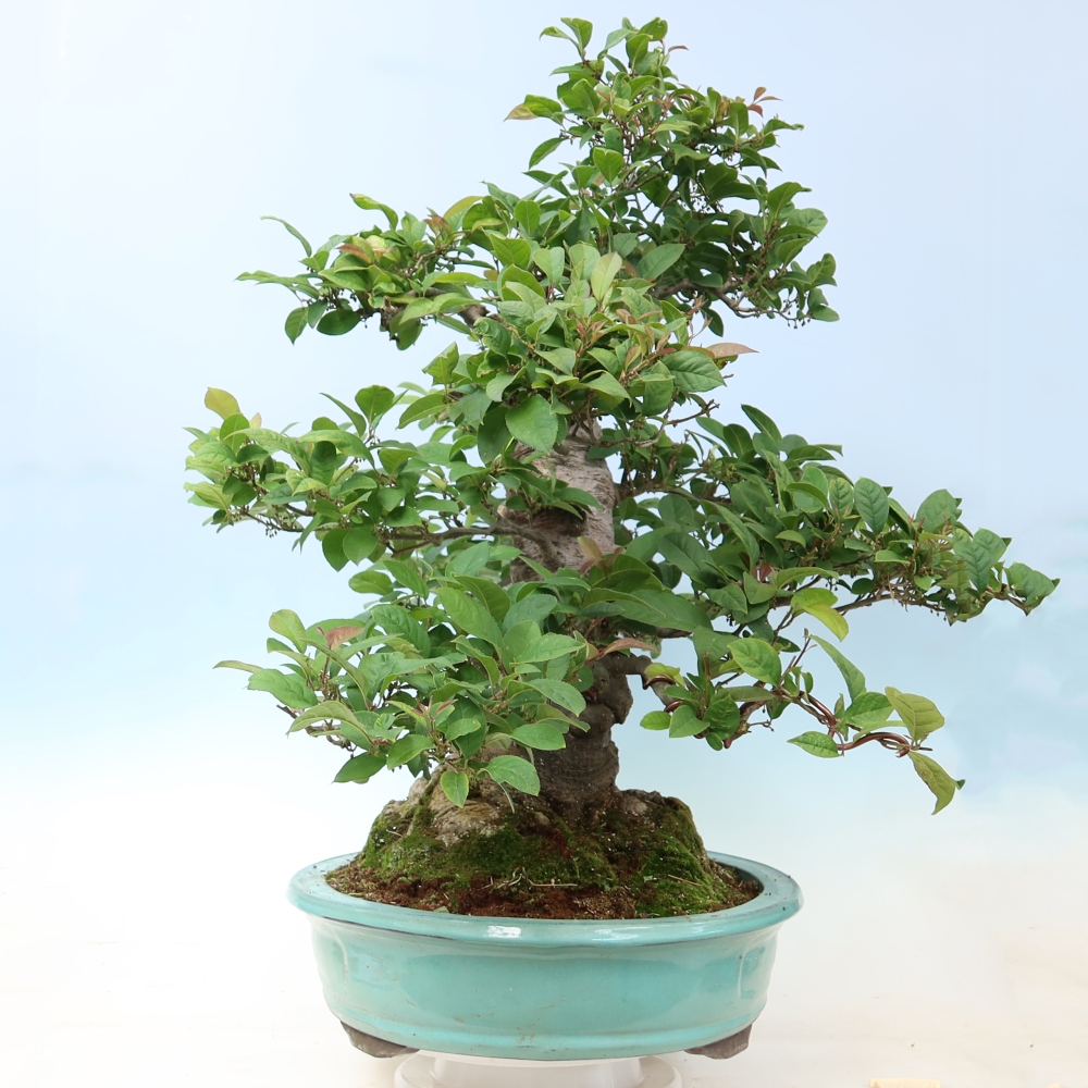 Bonsai für den Außenbereich – Ilex serrata – Sägeblättrige Stechpalme