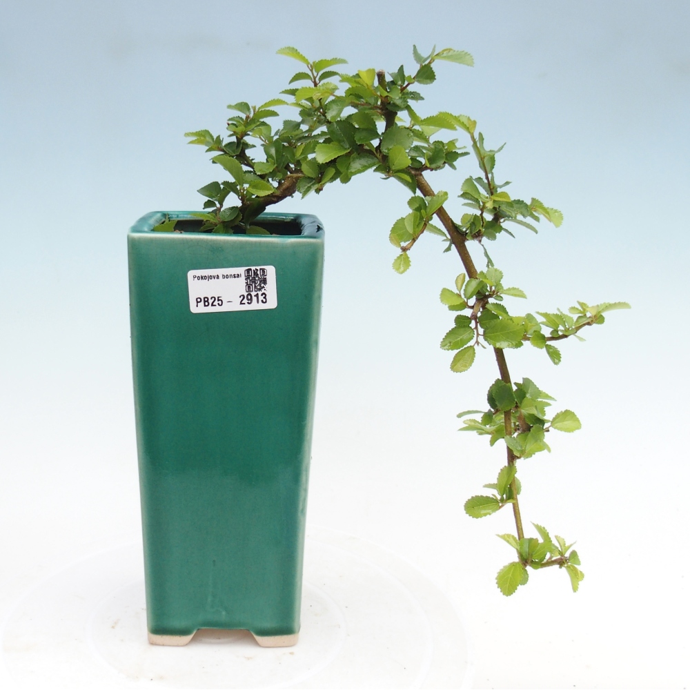 Zimmerbonsai - Grewia occidentalis - Lavendelstern