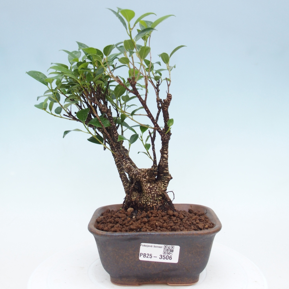 Zimmerbonsai - Ficus retusa - Kleinblättriger Ficus