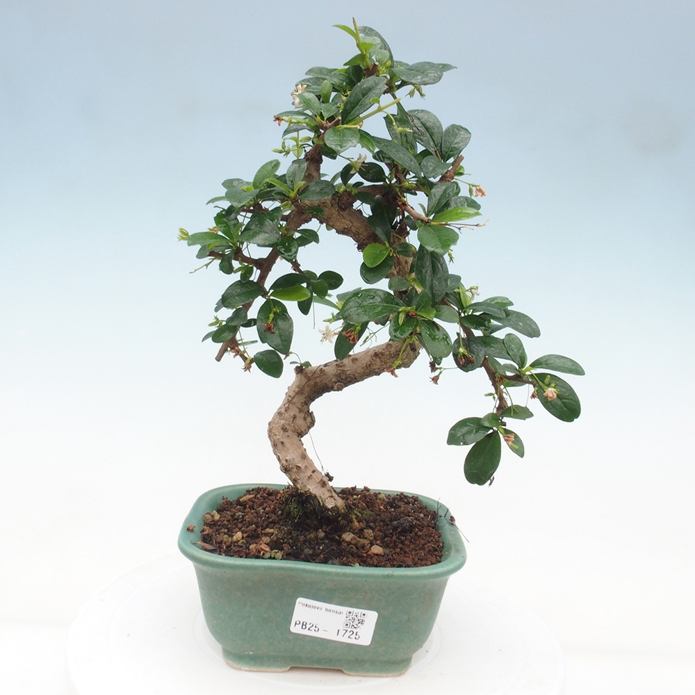 Zimmerbonsai - Carmona Macrophylla - Fuki-Tee