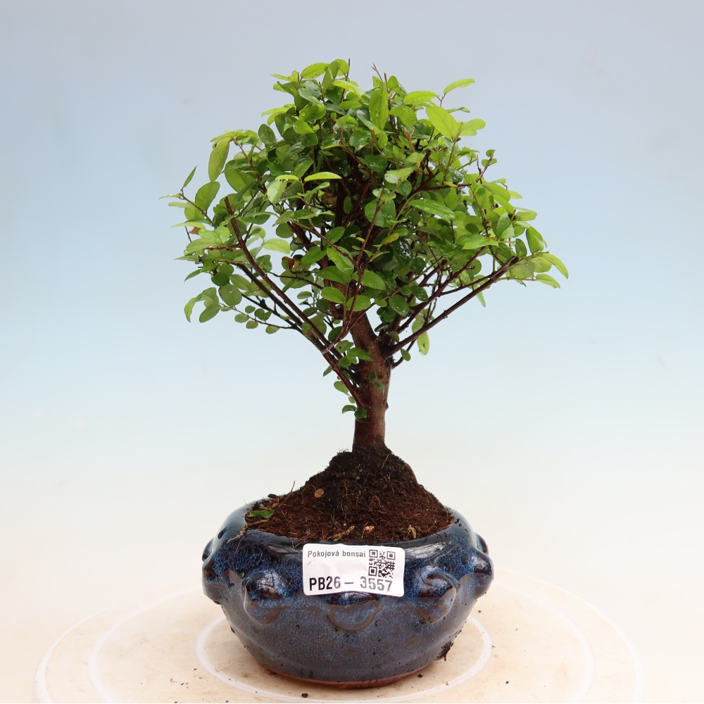 Zimmer Bonsai - Sageretia thea - Sageretia thea