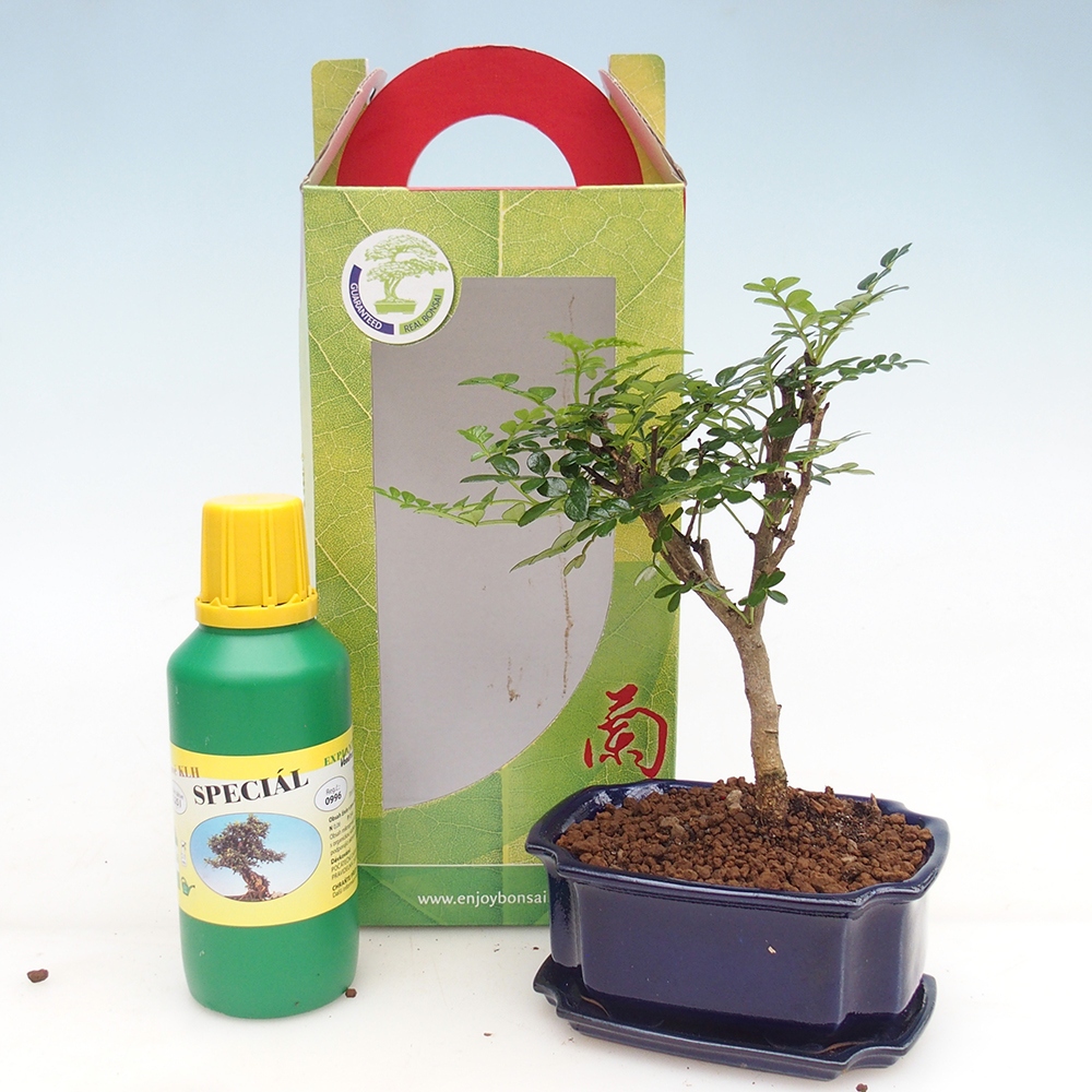 Zimmerbonsai im Geschenkkarton Zantoxylum piperitum - Pfefferbaum