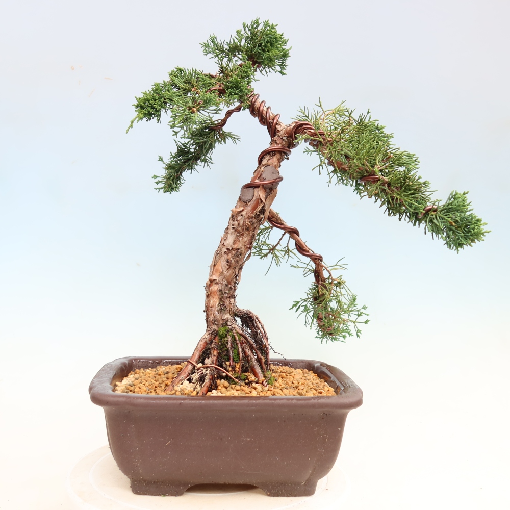 Bonsai für draußen - Juniperus chinensis Kishu