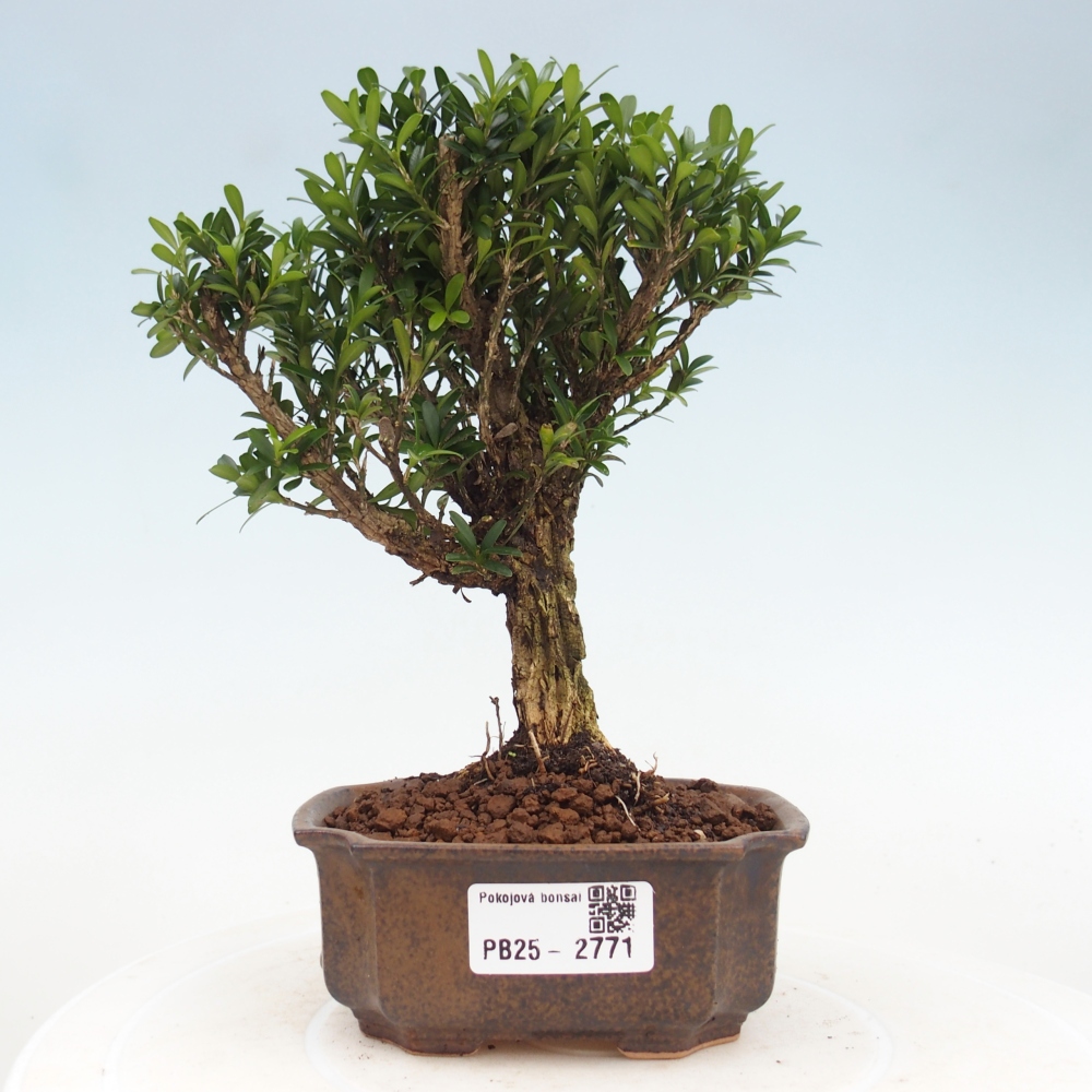 Zimmer Bonsai - Buxus harlandii - Kork Buchsbaum