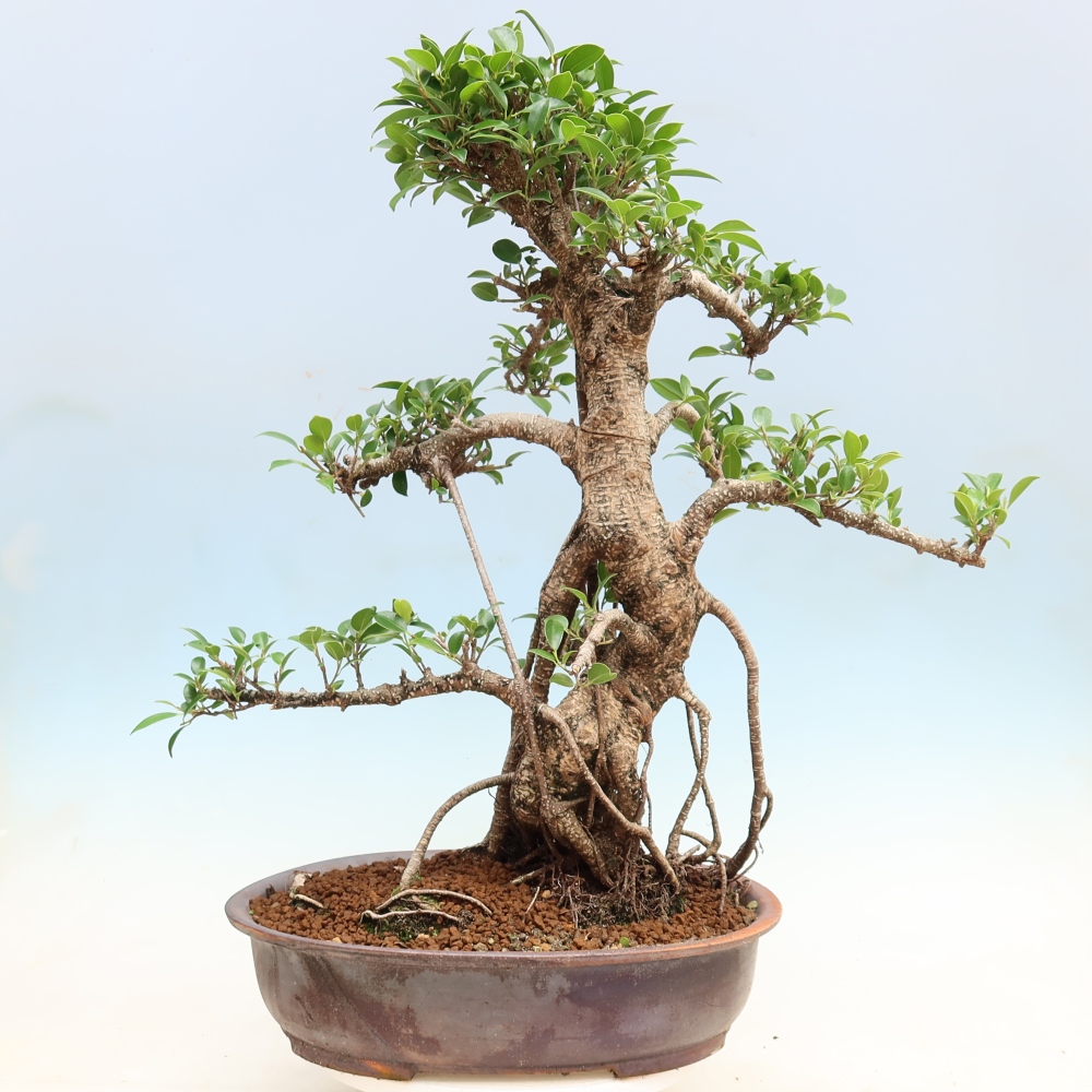 Zimmerbonsai - Ficus kimmen - Kleinblättriger Ficus