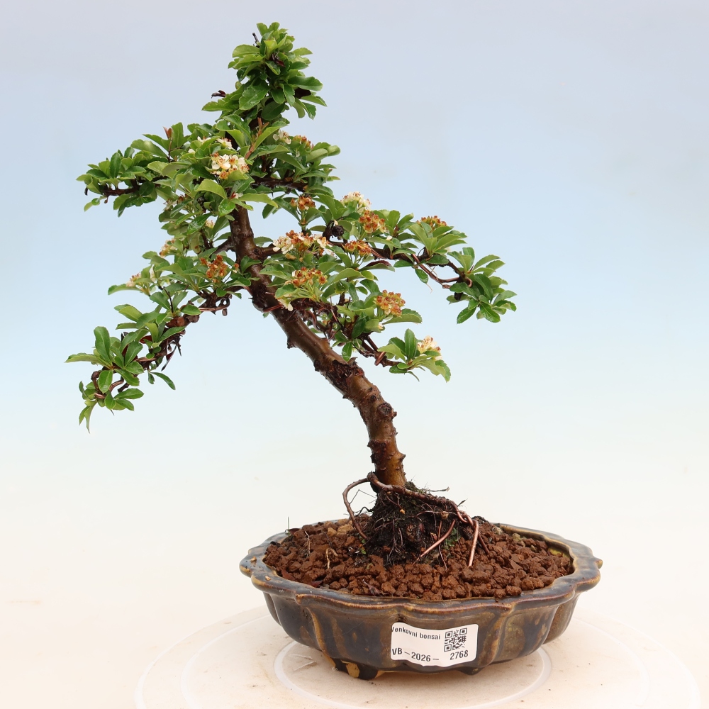 Bonsai für den Außenbereich – Pyracantha teton – Feuerdorn