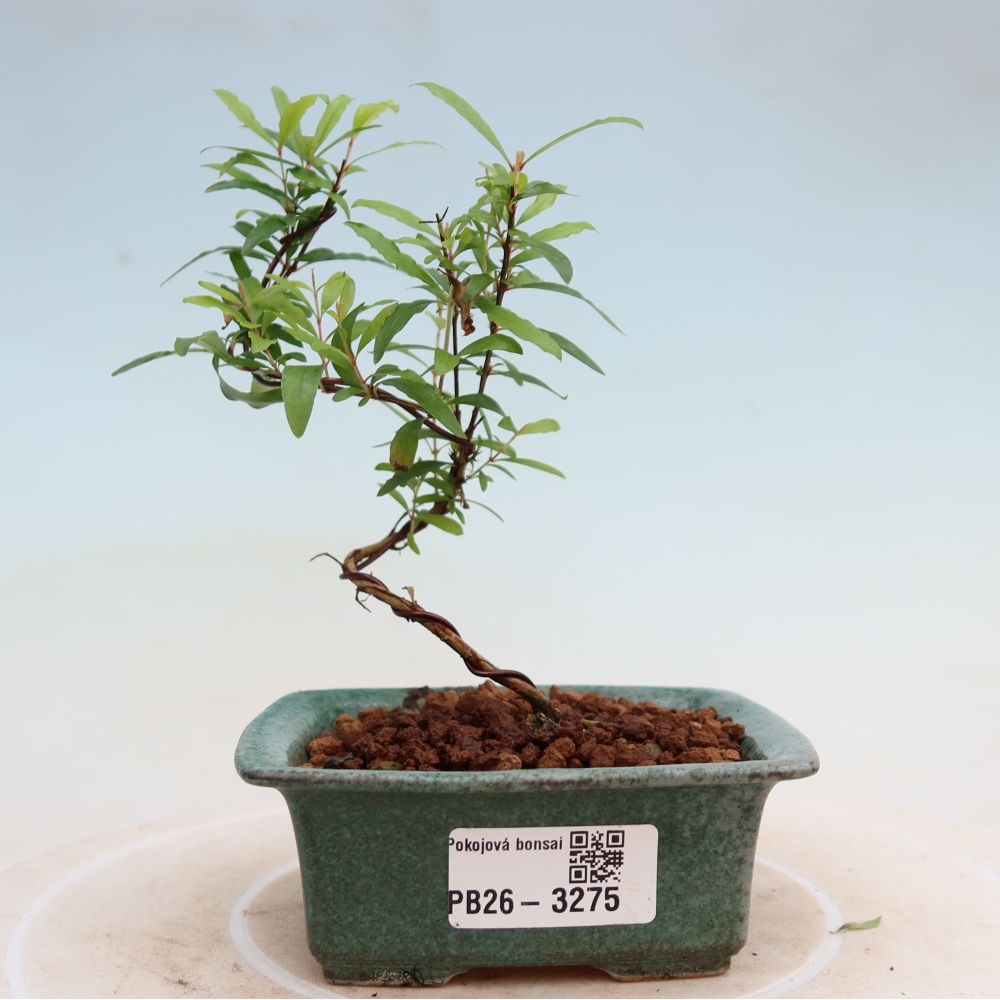 Zimmer-Bonsai-PUNICA granatum nana-Apfel-Granatapfel