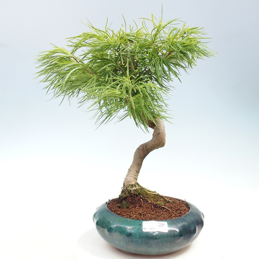 Bonsai im Freien - Löwenzahn - Pseudolarix amabis