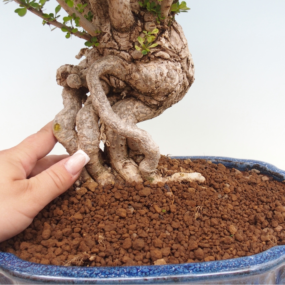 Bonsai für draußen - Berberis coreana