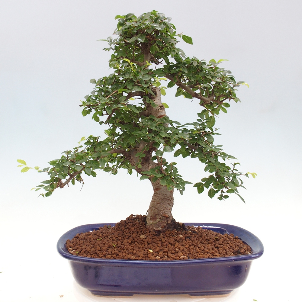 Zimmerbonsai - Ulmus parvifolia - Kleinblättrige Ulme