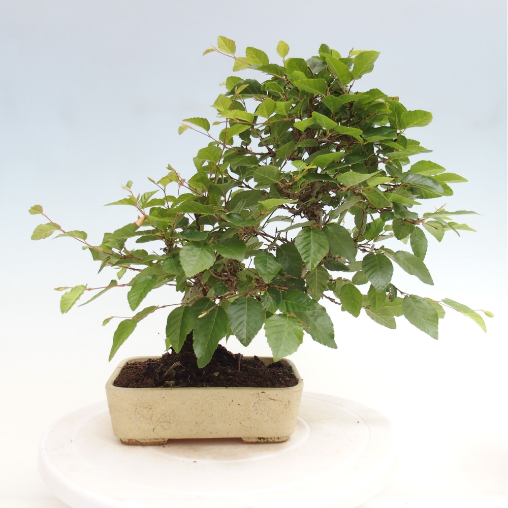 Bonsai im Freien -Carpinus CARPINOIDES - Koreanische Hainbuche