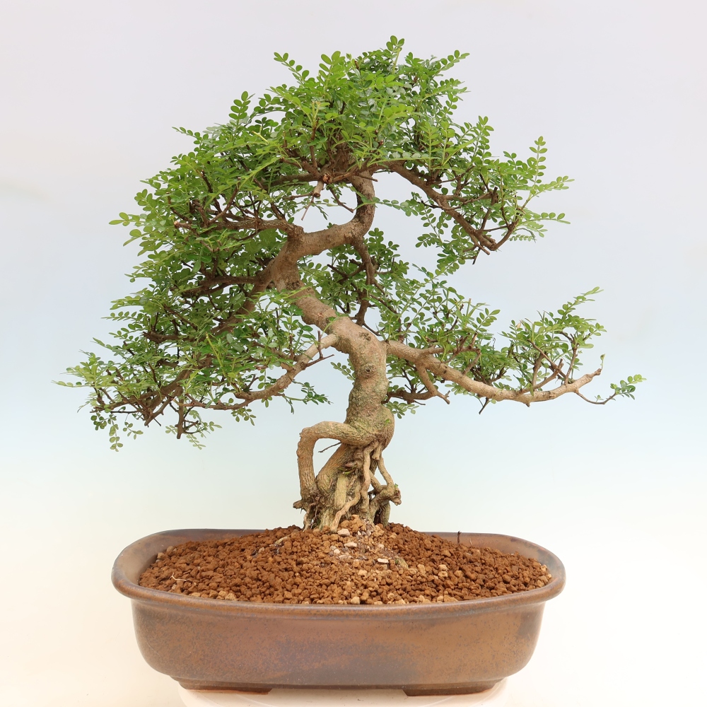 Zimmer Bonsai - Zantoxylum piperitum - Pfefferbaum