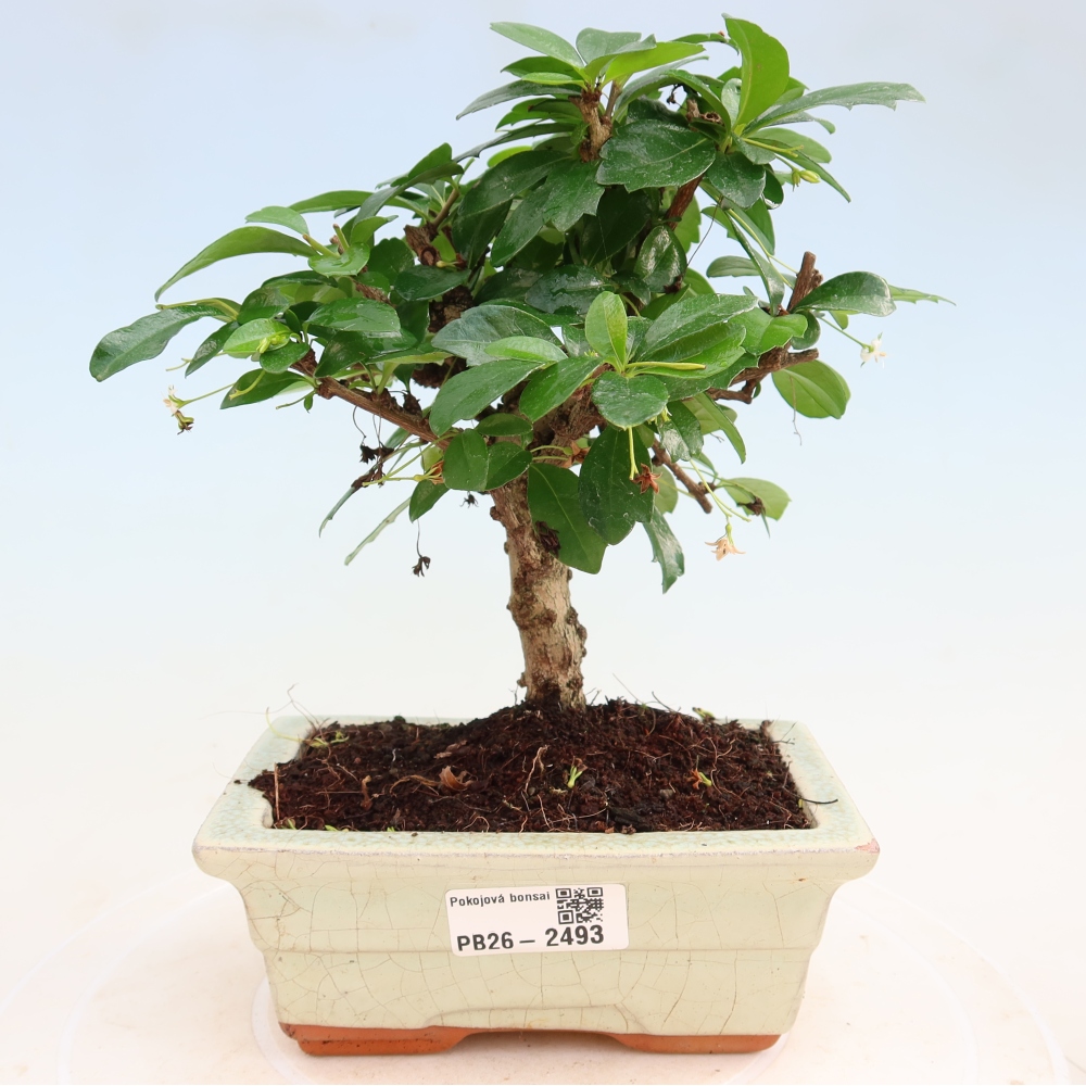 Zimmer-Bonsai - Carmona macrophylla - Tee-Fuki