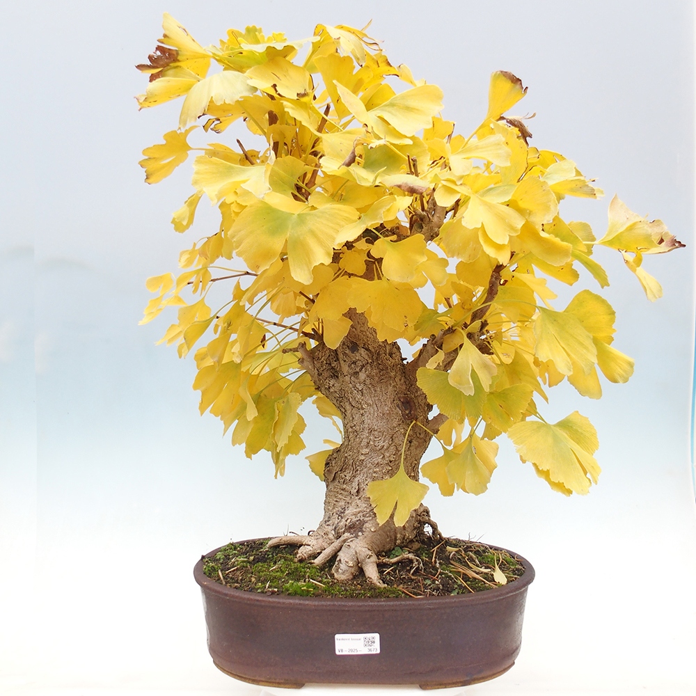 Bonsai im Freien - Jinan biloba - Ginkgo biloba