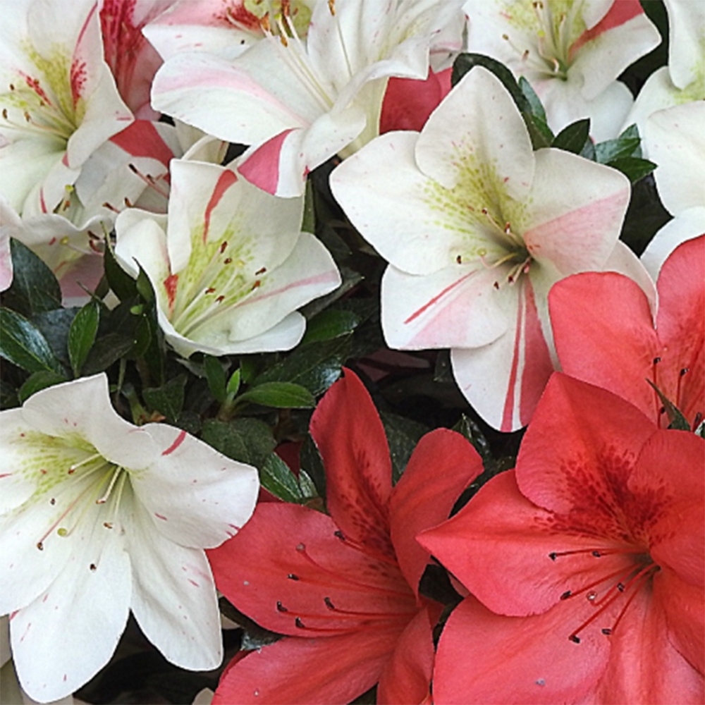 Bonsai für draußen - Japanische Azalee - Azalee Saishun