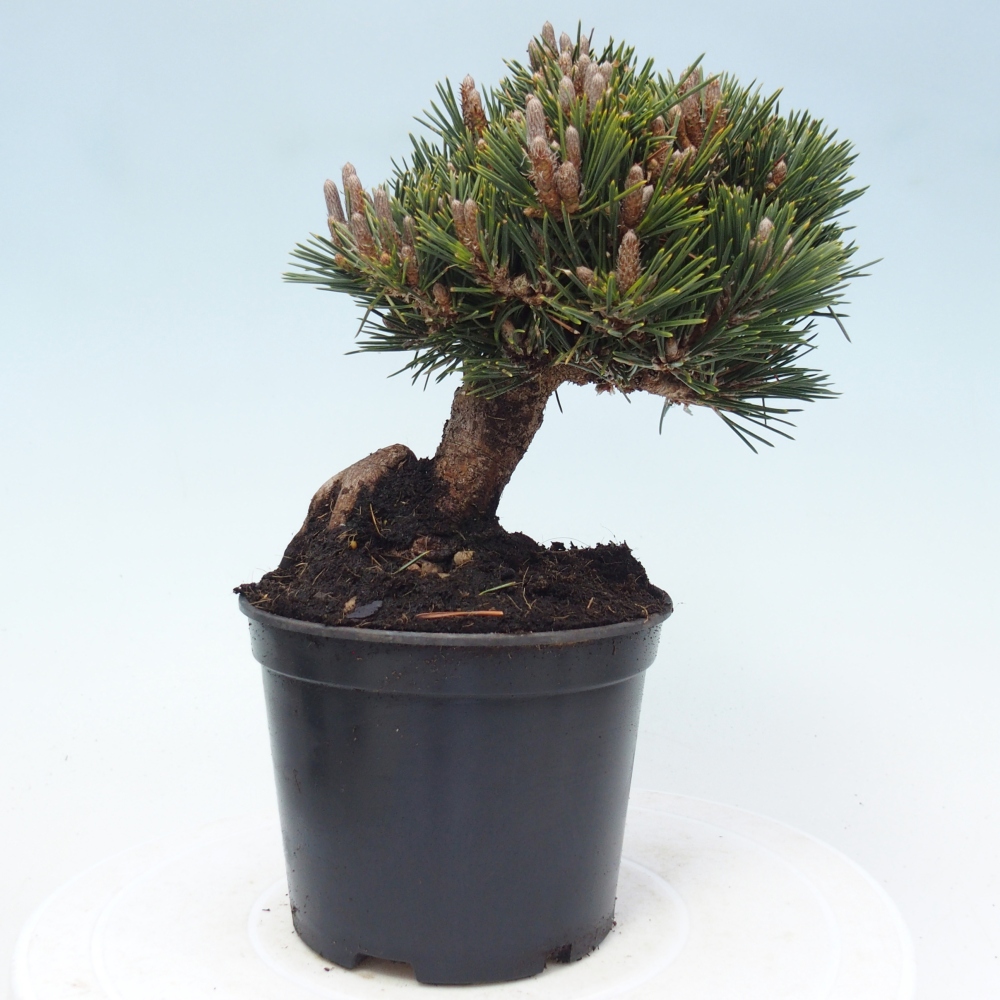 Bonsai für draußen - Pinus thunbergii senjyumaru - Thunberg-Kiefer