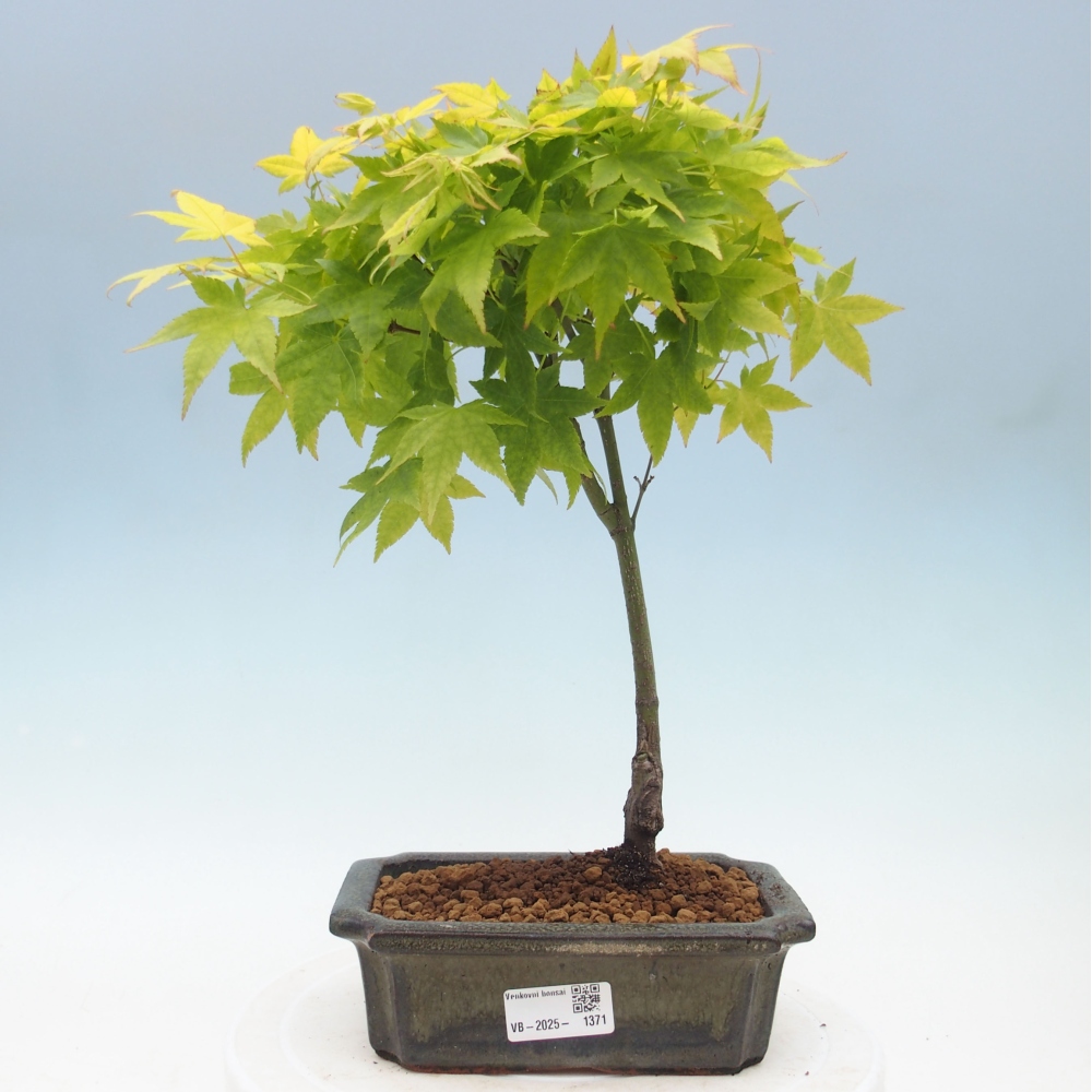 Acer palmatum Aureum - Goldener Palmahorn