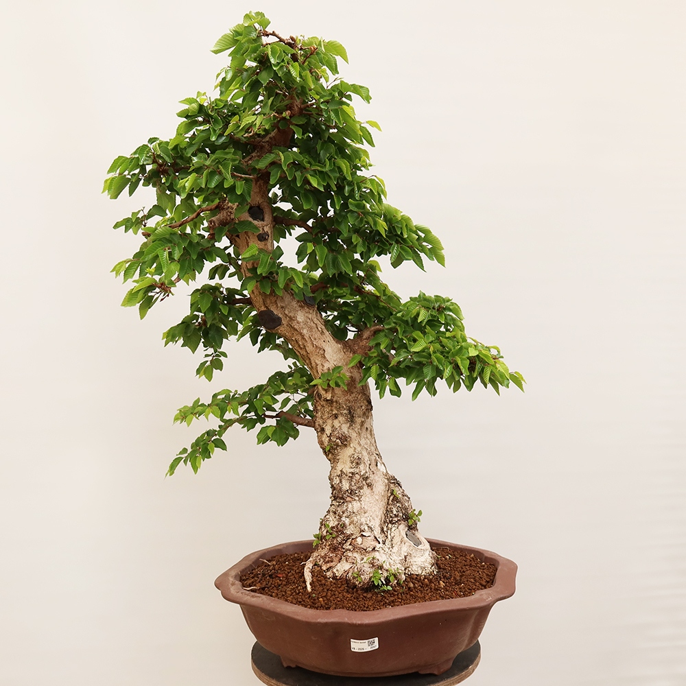 Bonsai im Freien - Carpinus Coreana - Koreanische Hainbuche