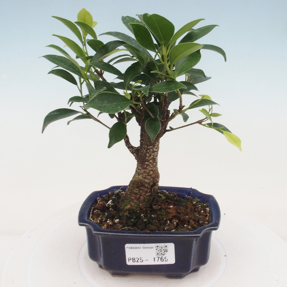 Zimmerbonsai - Kleinblättriger Ficus - Ficus kimmen