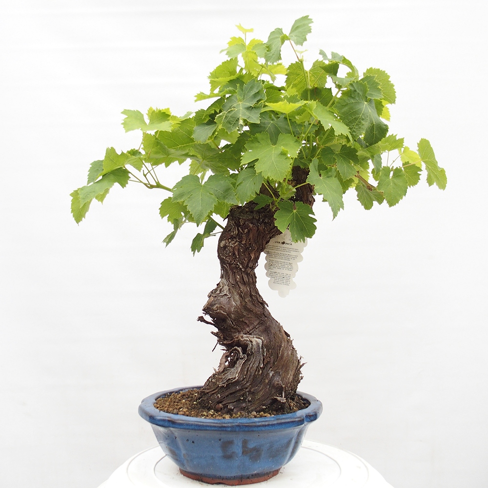 Bonsai im Freien - Vitis vinnifera MUSKAT ITALIA  - Weinrebe