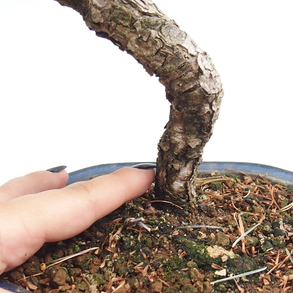 Bonsai im Freien - Pinus parviflora - kleine Kiefer
