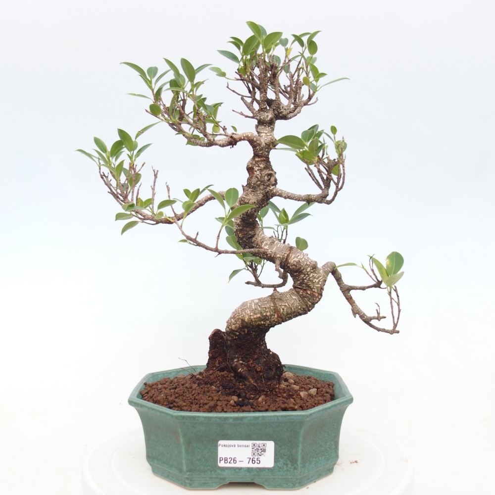 Zimmerbonsai - Ficus retusa - Kleinblättriger Ficus