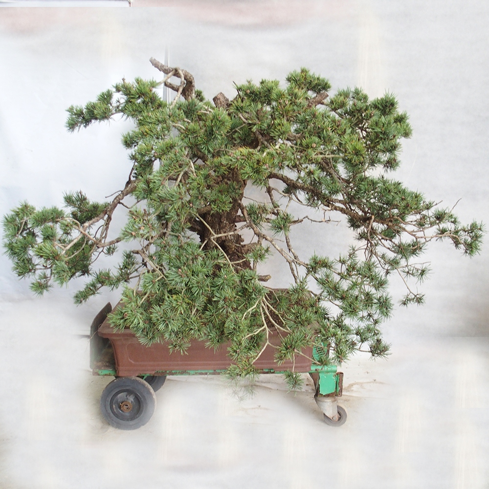 Yamadori - Pinus sylvestris 