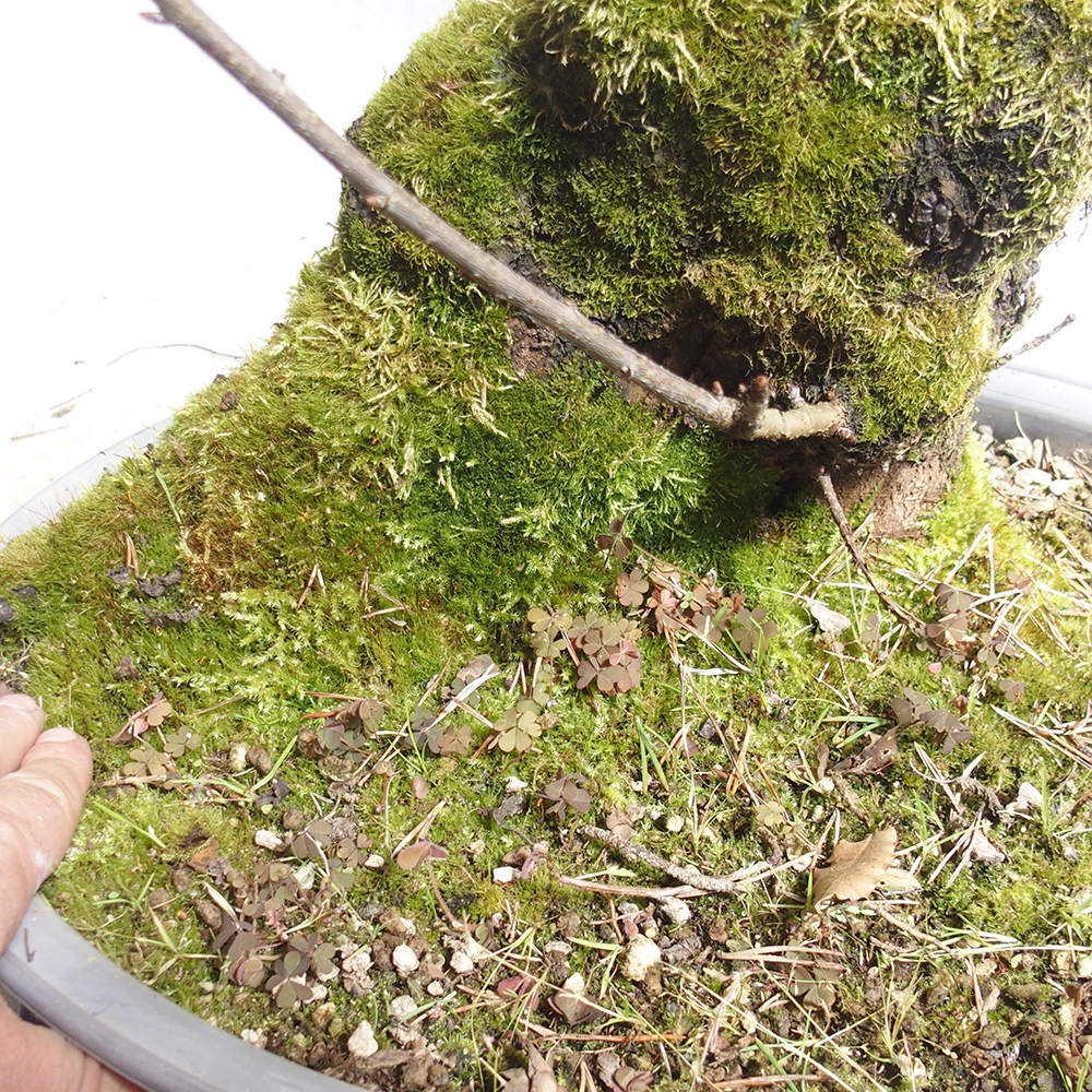 Outdoor Bonsai -Mahalebka - Prunus Mahaleb