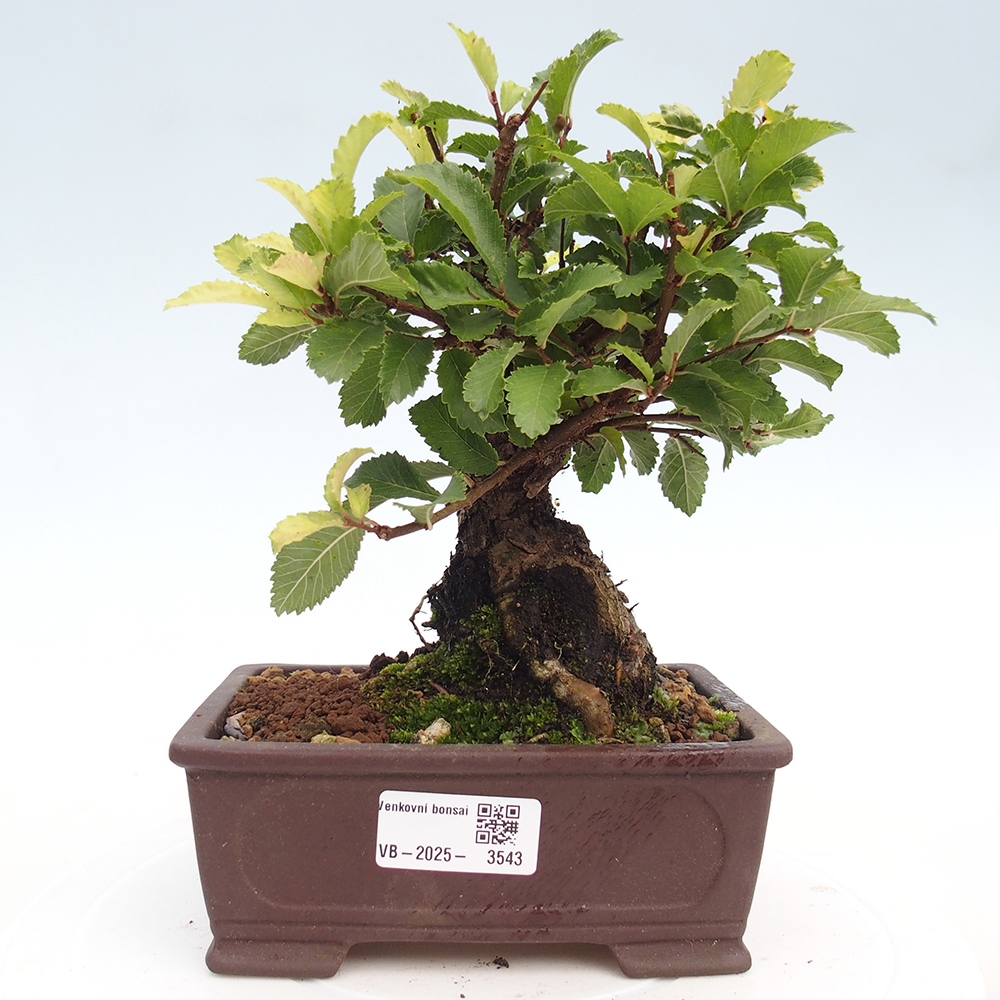 Bonsai für draußen - Zelkova - Zelkova NIRE