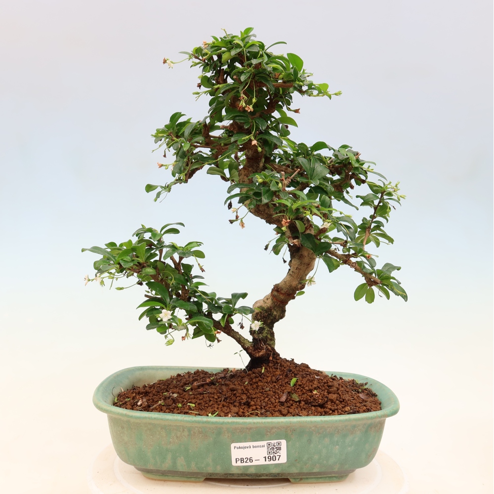 Zimmer-Bonsai - Carmona macrophylla - Tee-Fuki