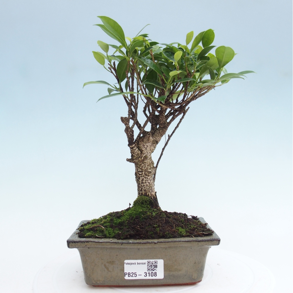 Zimmerbonsai - Ficus retusa - kleinblättriger Ficus