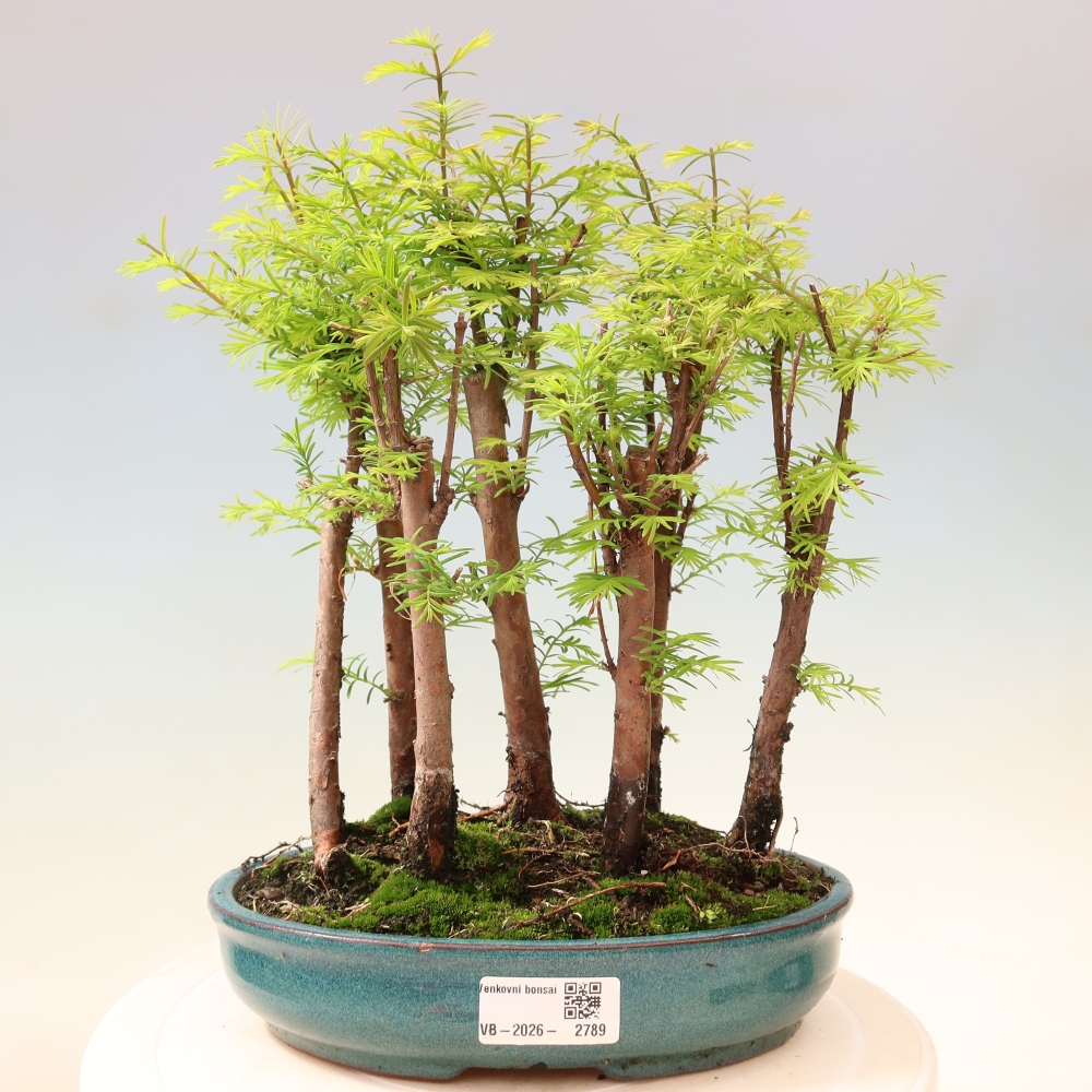 Bonsai für den Außenbereich – Metasequoia glyptostroboides – Chinesische Metasequoia – Wäldchen