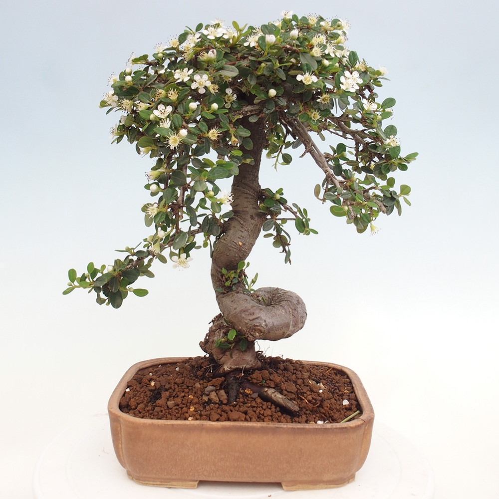 Outdoor-Bonsai-Cotoneaster dammeri - Rock Damer