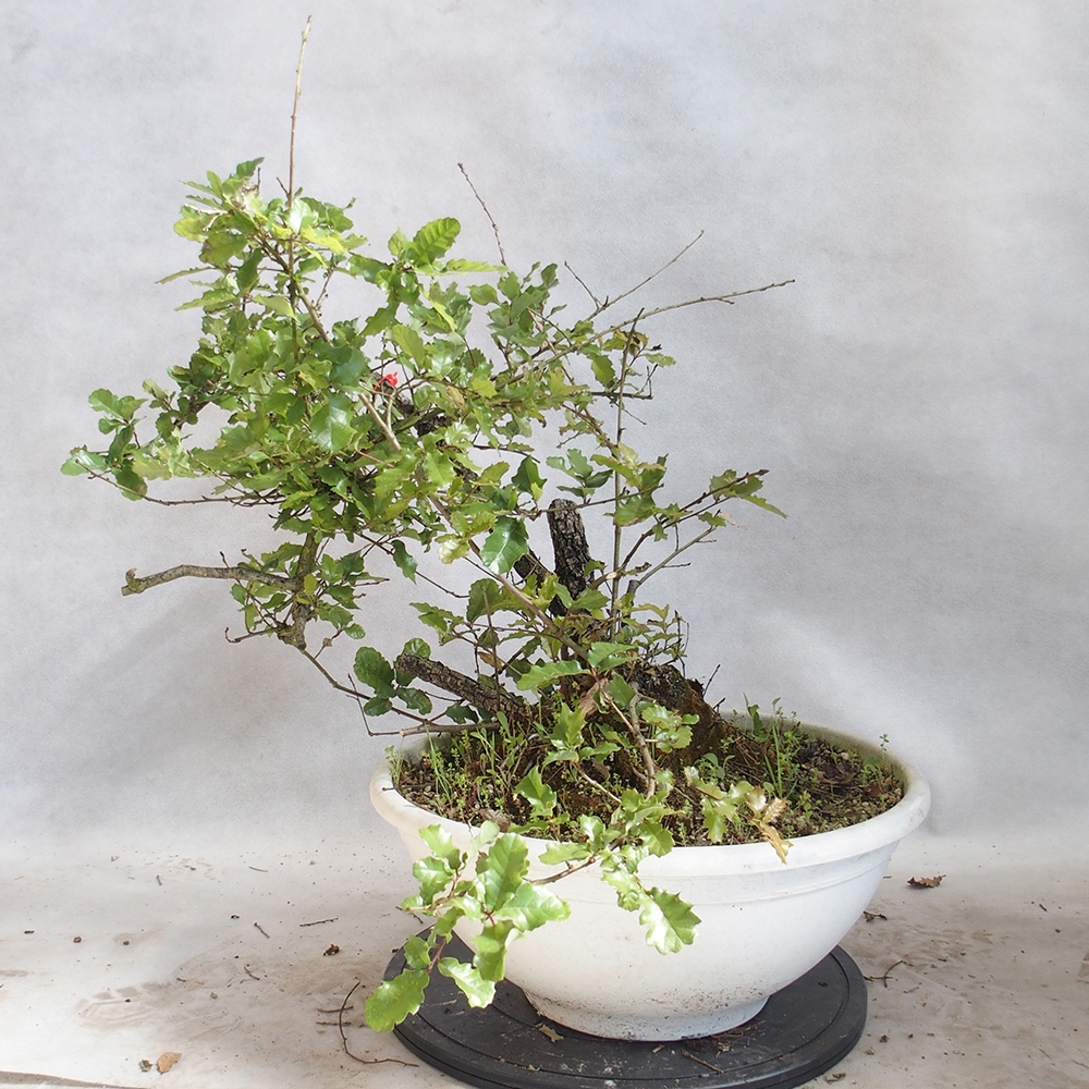 Freilandbonsai Quercus Cerris - Eiche Cer