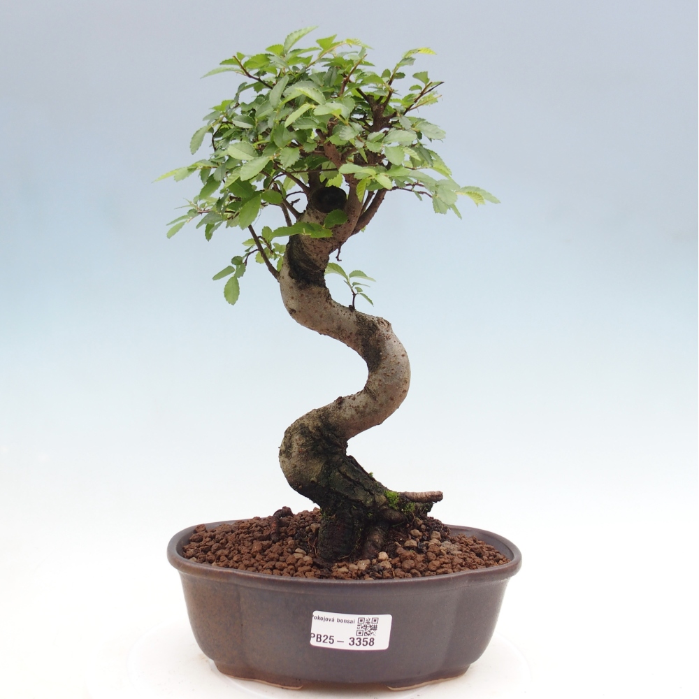 Zimmerbonsai - Ulmus parvifolia - Kleinblättrige Ulme