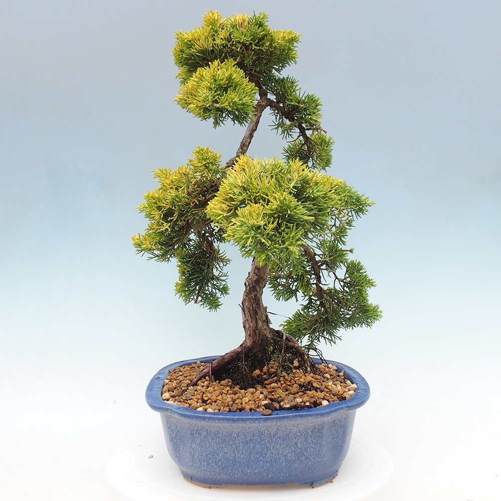 Bonsai im Freien - Juniperus chinensis plumosa aurea - Chinesischer Goldwacholder