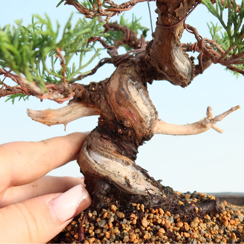 Outdoor bonsai - Juniperus chinensis Itoigawa - Chinese juniper