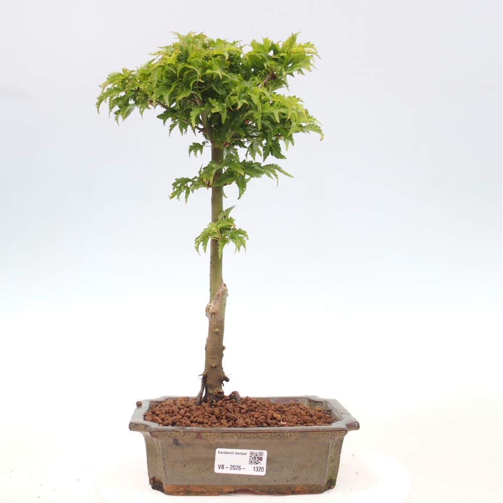 Bonsai für draußen -Javor-Palme Acer palmatum Shishigashira