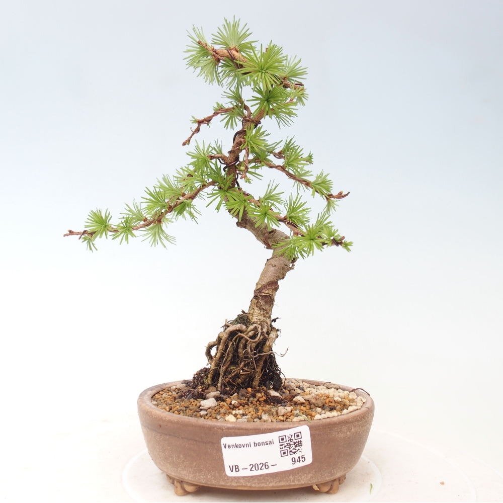 Bonsai für draußen - Larix Kaempferi - Japanische Lärche